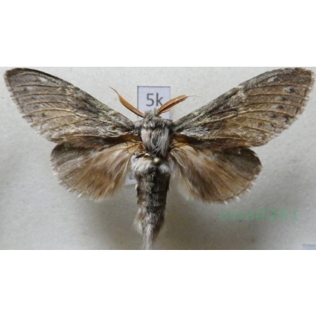 Stauropus fagi (Linnaeus, 1758) male Potwora buczynówka Czech5k